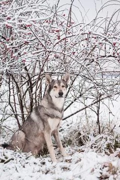 Saarloos Wolfhond Stock Photos