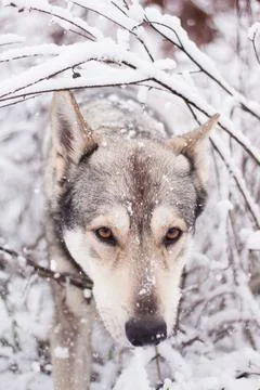 Saarloos Wolfhond Stock Photos
