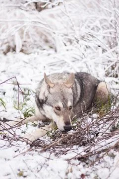 Saarloos Wolfhond Stock Photos