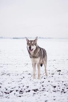 Saarloos Wolfhond Stock Photos
