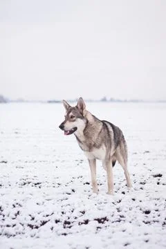 Saarloos Wolfhond Stock Photos