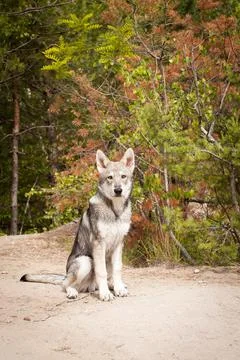 Saarloos Wolfhond Puppy Stock Photos