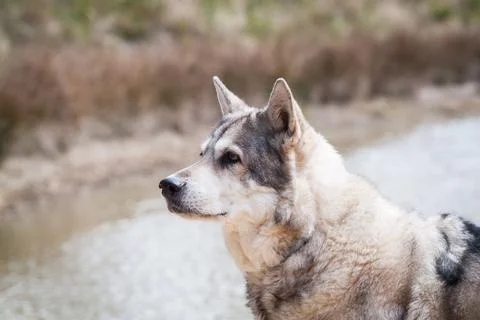 Saarloos Wolfhound Stock Photos