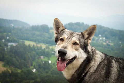 Saarloos Wolfhound Stock Photos