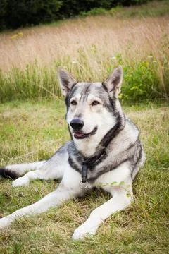 Saarloos Wolfhound Stock Photos