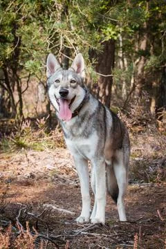 Saarloos Wolfhound Stock Photos
