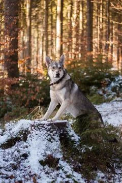 Saarloos Wolfhound Stock Photos