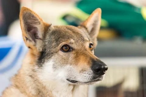 Saarlooswolfhond Foto stock