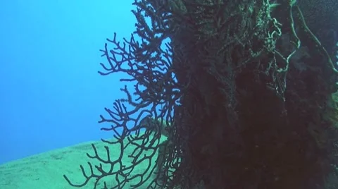 Saba turtle emerging behind coral Stock Footage 8623061