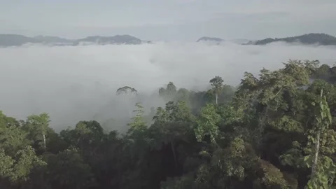 Sabah, Drone track in cloud forest Stock Footage 232997340