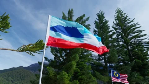 Sabah Flag, pine tree background (slow motion) Видео 300849719