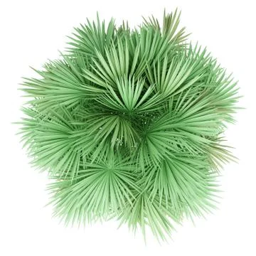 Sabal palm tree isolated on white background. top view. 3d illustration Stock Illustration