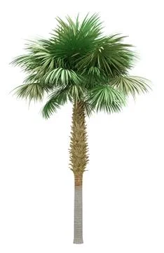 Sabal palm tree isolated on white background. 3d illustration Illustrazione stock