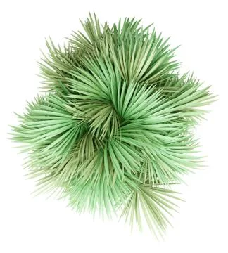 Sabal palm tree isolated on white background. top view. 3d illustration Stock Illustration