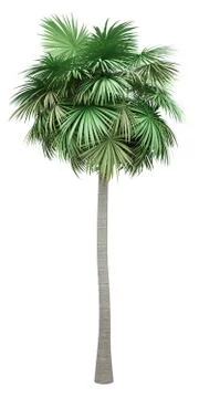Sabal palm tree isolated on white background. 3d illustration Stock Illustration