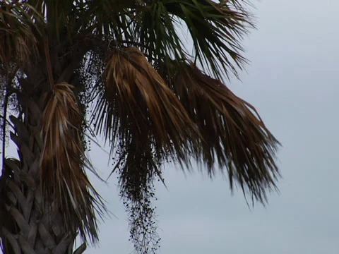 Sabal Palm tree in wind Stock Footage 28380892