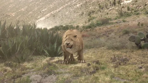 Saberteeth Stock Footage 125168136