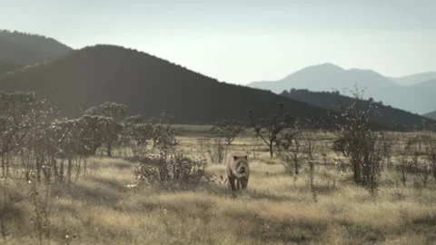 Sabertooth Vídeo Stock 125170327