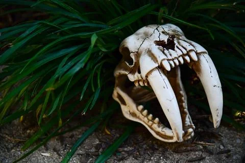 Sabertooth Skull Stock Photos