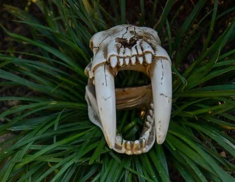 Sabertooth Skull Stock Photos