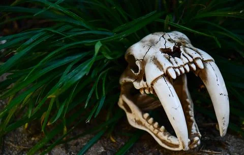 Sabertooth Skull Stock Photos
