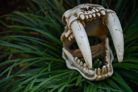 Sabertooth Skull Stock Photos