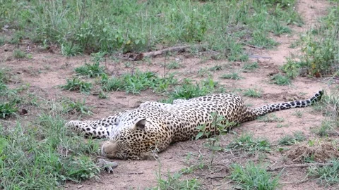 Sabi Sands Leopard sleeping 1 Stock Footage 90823019
