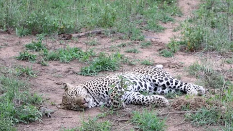 Sabi Sands Leopard sleeping 2 Stock Footage 90823026
