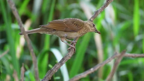 Sabia Barranco Stock Footage 296537769