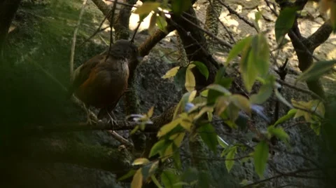 A "sabiá" bird Stock Footage 8677686