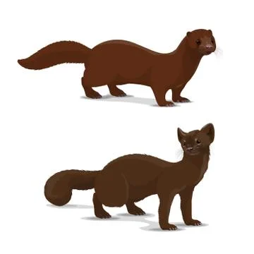 Sable and mink cartoon vector animal 스톡 일러스트