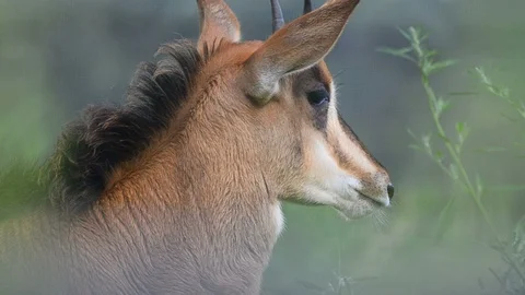 Sable antelope baby Stock Footage 90086237