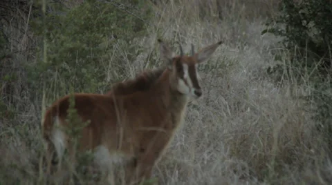 Sable antelope calf Видео 39066821