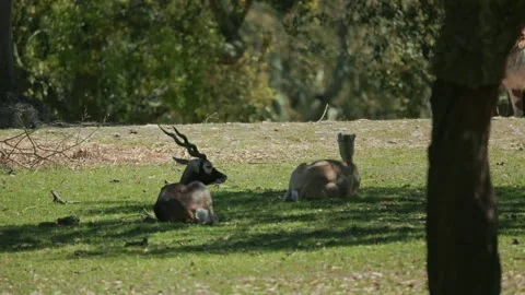 Sable antelope couple relaxing in the meadow Stock Footage 307934455