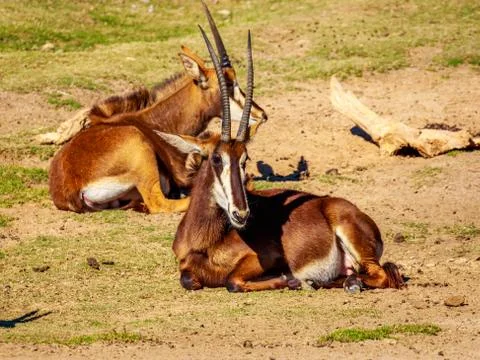 Sable Antelope Group Stock Photos