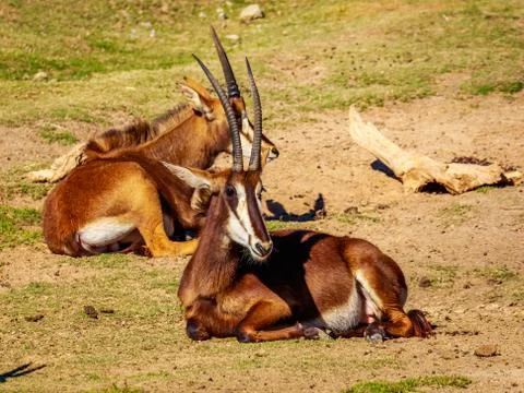 Sable Antelope Group Stock Photos
