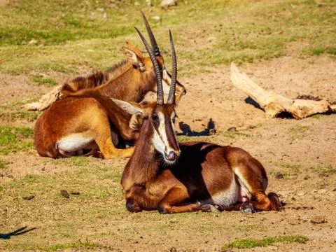 Sable Antelope Group Stock Photos