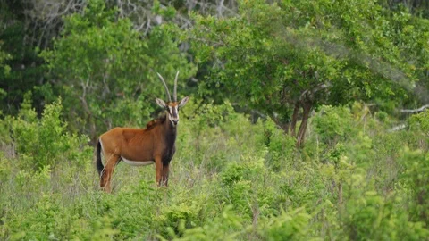 Sable Antelope herd in grass Stock Footage 88590817