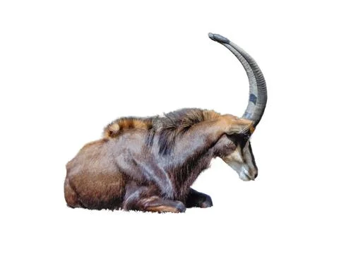 Sable antelope isolated on white background Fotos de archivo