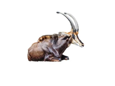 Sable antelope isolated on white background 库存照片