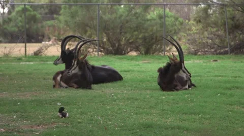 Sable antelope laying down and chewing Stock Footage 50360111