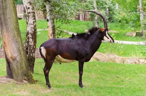 Sable Antelope Stock Photos