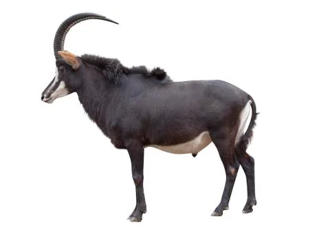 The sable antelope Foto stock