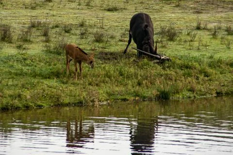 Sable antelope Stock Photos