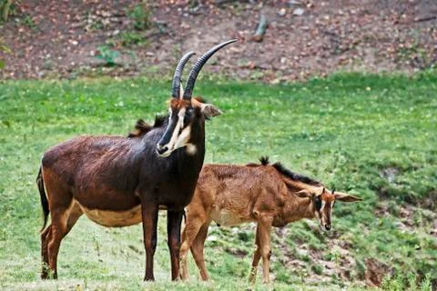 Sable antelope portrait Stock Photos