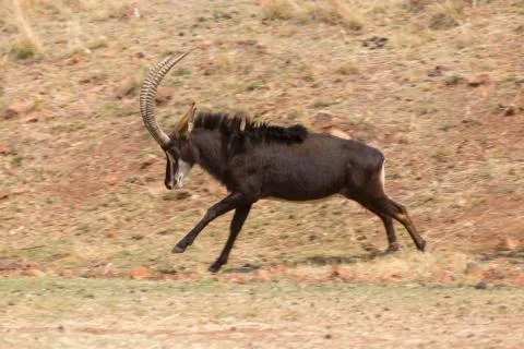 Sable antelope running Stock Photos