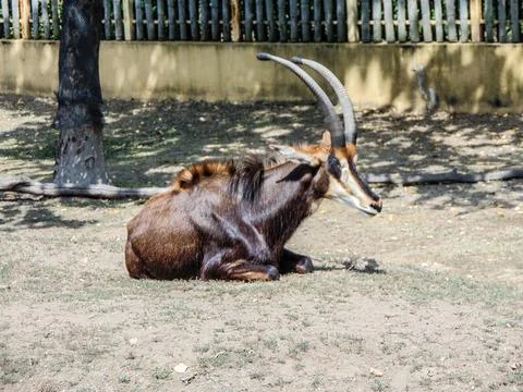 Sable antelope standing on ground Fotos de archivo