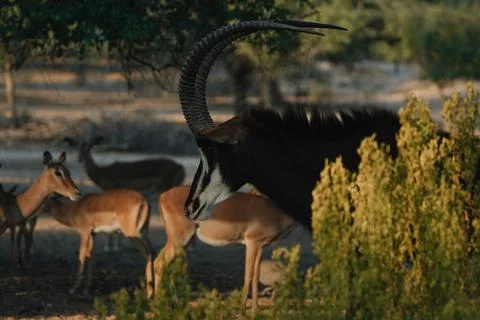 Sable Antelope at sunset light in Namibia Stock Photos