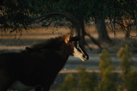 Sable Antelope at sunset light in Namibia Stock Photos