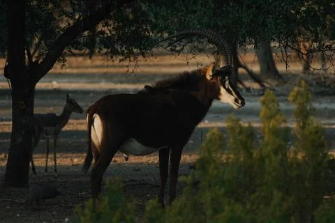 Sable Antelope at sunset light in Namibia Foto stock